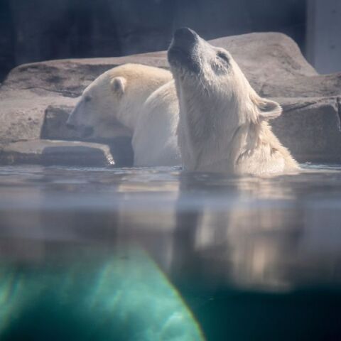 Νέα έρευνα εντοπίζει αλλαγές σε γονίδια πολικών αρκούδων της Γροιλανδίας - Το είδος ίσως αναπτύσσει μηχανισμούς επιβίωσης απέναντι στην κλιματική κρίση.