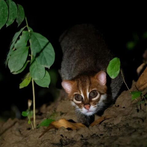Πλατυκέφαλη Αγριόγατα