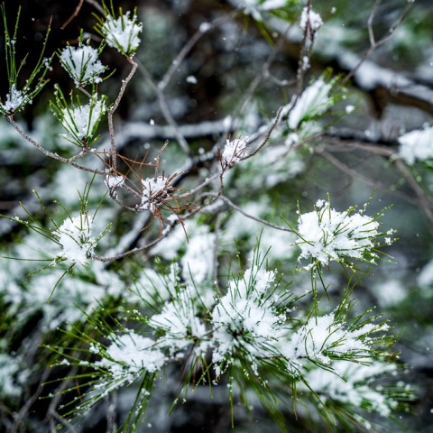 Χιόνια σε κλαδί