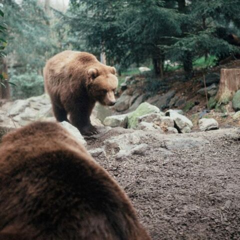 Σε χειμέριο λήθαργο οι αρκούδες στο Νυμφαίο - Διαφορετικές οι επιλογές θηλυκών και αρσενικών