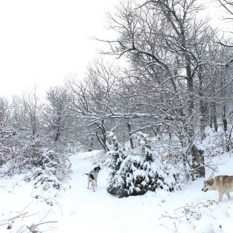 Χιόνια στον Χορτιάτη από φωτογραφία αρχείου