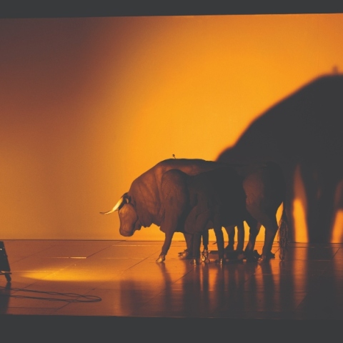 Καρδιά του Ταύρου