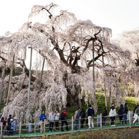 Πόλη στην Ιαπωνία ακυρώνει το φεστιβάλ κερασιάς λόγω του ανεξέλεγκτου υπερτουρισμού και της ασέβειας των επισκεπτών προς την περιουσία των κατοίκων.