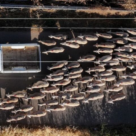 Ευλογιά των αιγοπροβάτων: 97 στρατιωτικοί κτηνίατροι αναπτύσσονται σε όλη τη χώρα για την ενίσχυση της μάχης - Συνεργασία ΥΠΑΑΤ με το υπουργείο Εθνικής Άμυνας.