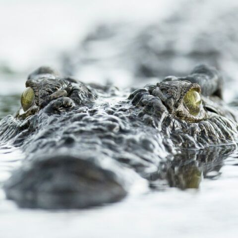 Ψαράς στη Ζάμπια σκοτώθηκε από κροκόδειλο πέφτοντας σε ποτάμι για να σωθεί από αγέλη ελεφάντων - Αύξηση των επιθέσεων στον ποταμό Λουάνγκουα