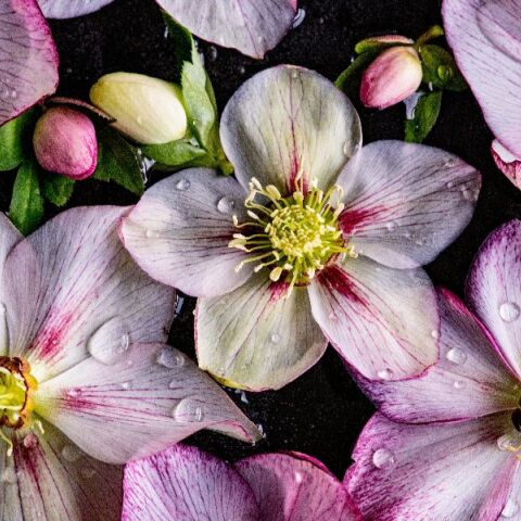 Εορτολόγιο: Σήμερα, 12 Φεβρουαρίου 2026, γιορτάζει…