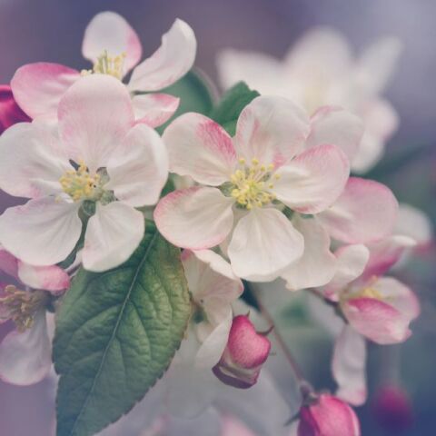 Εορτολόγιο: Σήμερα, 20 Φεβρουαρίου 2026, γιορτάζει…