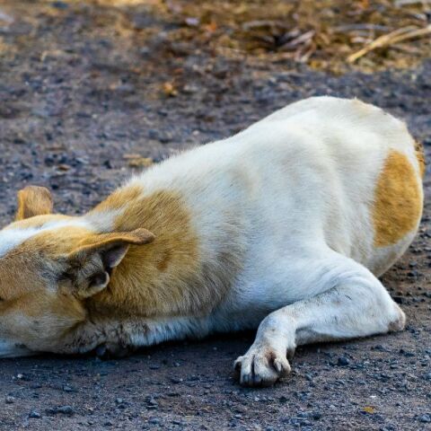 Εργαζόμενη στη Λαμία ζήτησε βοήθεια από την αστυνομία για να επιστρέψει στο σπίτι της λόγω των αδέσποτων σκύλων
