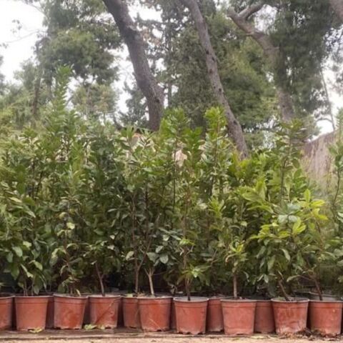 Ο Δήμος Αθηναίων φύτεψε 500 νέα δέντρα στο Άλσος Ιλισίων, ενισχύοντας το πράσινο και τη βιοποικιλότητα - Συνεχίζονται οι δράσεις 