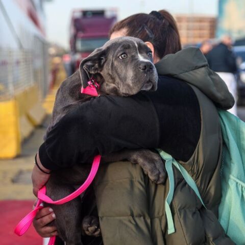 Σε εξέλιξη η έξοδος των εκδρομέων από τα λιμάνια της Αττικής - Αυξημένη κίνηση σε Πειραιά, Ραφήνα και Λαύριο, με το Λιμενικό σε επιφυλακή.