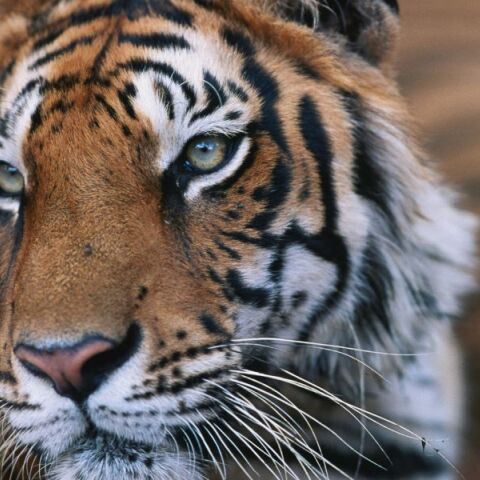 Ταϊλάνδη: 72 τίγρεις πέθαναν από ιογενή και βακτηριακή λοίμωξη σε ζωολογικό πάρκο - Αντιδράσεις από οργανώσεις για τα δικαιώματα των ζώων.