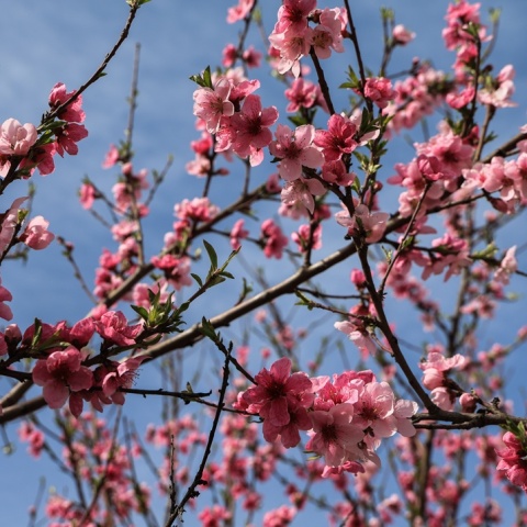 Ανθισμένη αμυγδαλιά