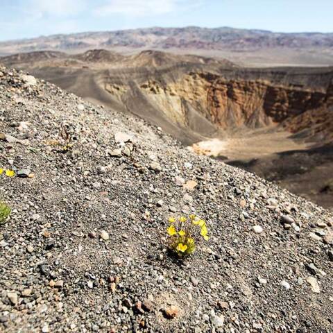 Λουλούδια στην Κοιλάδα του Θανάτου στην Καλιφόρνια των ΗΠΑ