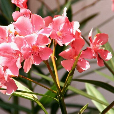 Οι πικροδάφνες και τα παιδικά σώματα