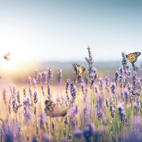Πεταλούδες σε λουλούδια 