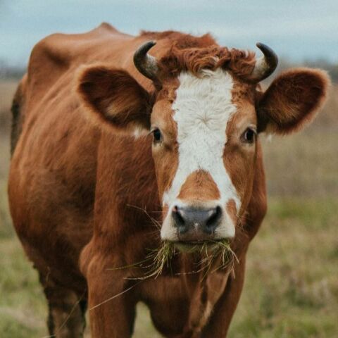 Επιβεβαιωμένο πρώτο κρούσμα αφθώδους πυρετού στη Λέσβο - Μάχη να μην υπάρξει εξάπλωση