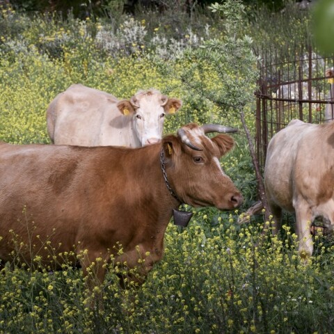Αγελάδες στην ύπαιθρο