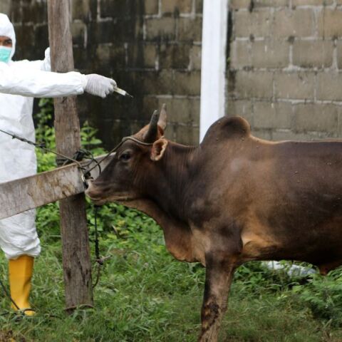 Αφθώδης πυρετός: Τι πρέπει να γνωρίζουν κτηνοτρόφοι και πολίτες - Ερωτήσεις και απαντήσεις για τη μετάδοση, τα συμπτώματα και την προστασία της υγείας.