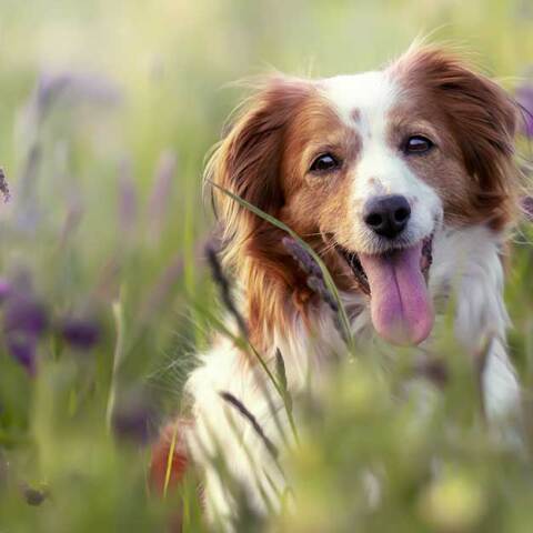 Σκύλος στην εξοχή την άνοιξη