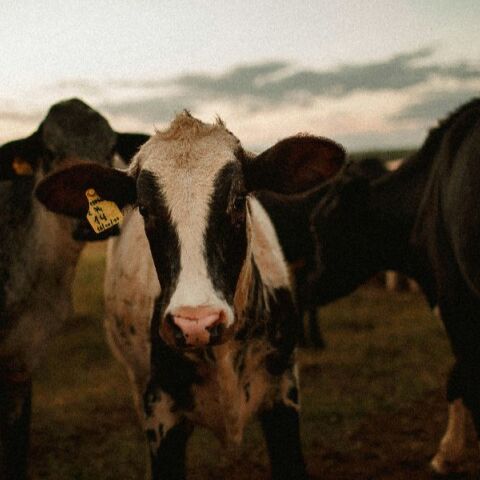Λέσβος: Αφθώδης πυρετός σε άλλες δύο κτηνοτροφικές μονάδες - 700 πρόβατα και 25 βοοειδή θα θανατωθούν 
