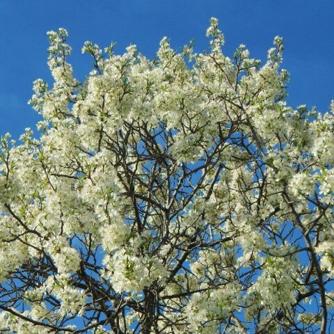 Εορτολόγιο: Σήμερα 25 Μαρτίου 2026 γιορτάζει…