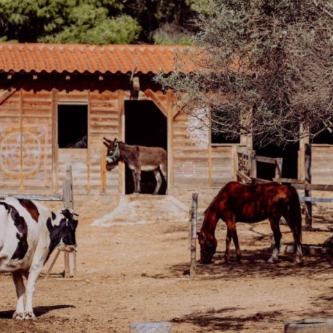 Φάρμα Βρούβα