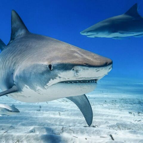 Έρευνα στις Μπαχάμες εντόπισε κοκαΐνη και φάρμακα σε καρχαρίες - Η ρύπανση από τον τουρισμό φαίνεται να επηρεάζει άμεσα το θαλάσσιο οικοσύστημα της περιοχής