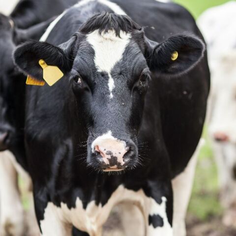 Ακόμα 16 κρούσματα αφθώδους πυρετού εντοπίστηκαν στη Λέσβο