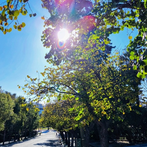 Ηλιοφάνεια πίσω από δέντρο