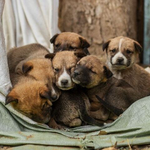 Παγκόσμια Ημέρα Αδέσποτων Ζώων σήμερα: Η πραγματική αγάπη δεν κοιτάζει τη ράτσα