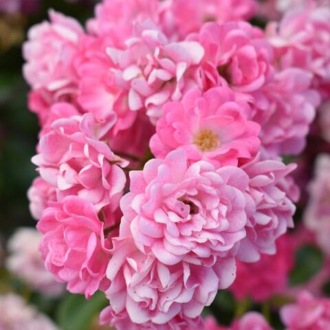 Εορτολόγιο: Σήμερα 5 Απριλίου 2026 γιορτάζει...