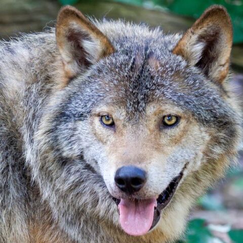 Νήπιο τραυματίστηκε από λύκο σε ζωολογικό κήπο των ΗΠΑ, όταν διέφυγε της προσοχής των γονέων του - Κατηγορούνται για έκθεση ανηλίκου σε κίνδυνο.