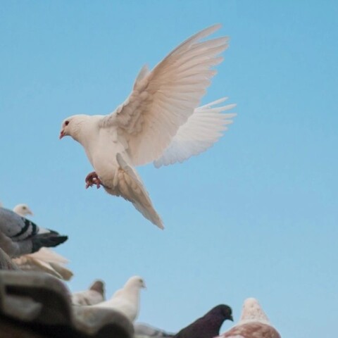Περιστέρια στη στέγη σπιτιού