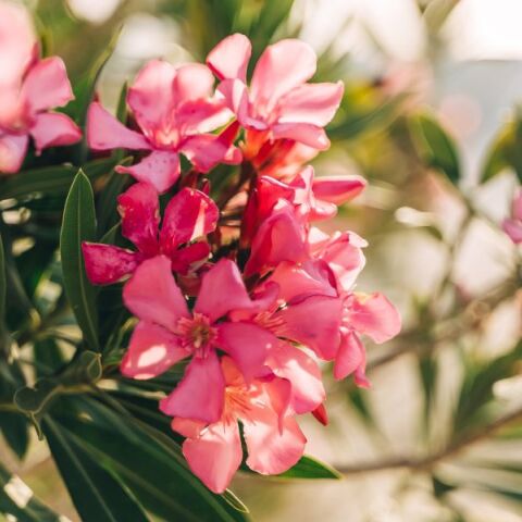 Τοξικότητα και κίνδυνοι από το φυτό πικροδάφνη - Τι προτείνει ο ΕΟΔΥ για την προστασία των παιδιών - Οδηγίες πρόληψης - Τι πρέπει να γνωρίζουν οι γονείς