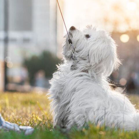 Οι ειδικοί προειδοποιούν ότι η ανοιξιάτικη αλλαγή στη συμπεριφορά των σκύλων δεν είναι ανησυχητική, αλλά συχνά αποτέλεσμα λανθασμένου χειρισμού στη βόλτα