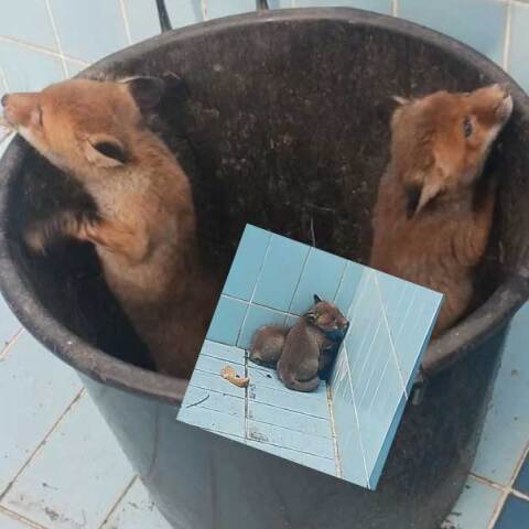 Αλεπουδάκια σε άδεια πισίνα στο Πανόραμα Θεσσαλονίκης 