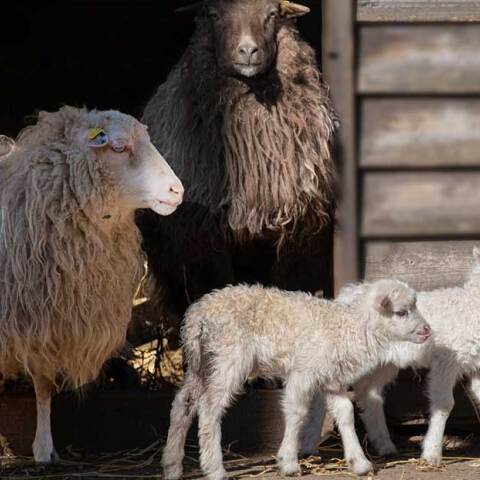 Πρόβατα βγαίνουν από τη στάνη