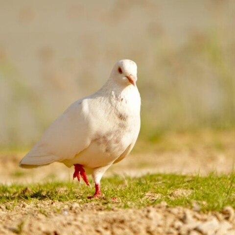 Λευκό περιστέρι στο έδαφος