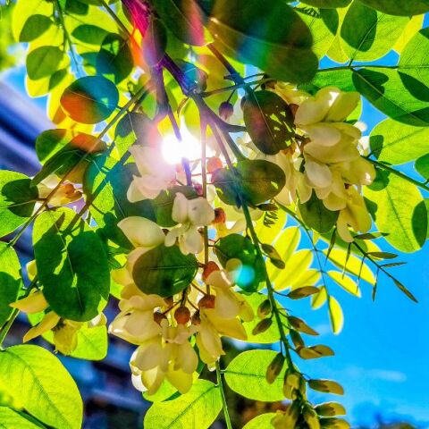 Καιρός: Ηλιοφάνεια και υψηλές θερμοκρασίες την Κυριακή - Πού θα βρέξει