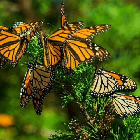 Δραματική μείωση των πεταλούδων στη Βόρεια Αμερική - Τι συμβαίνει