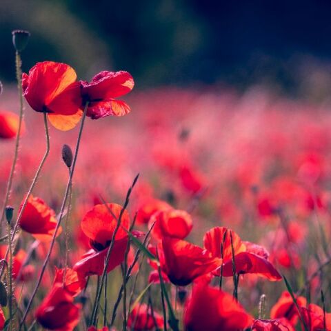 Πρωτομαγιά 2027: Πώς προκύπτει απρόσμενο πενθήμερο αργίας