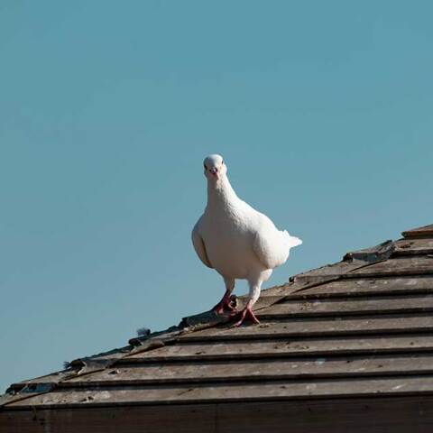 Λευκό περιστέρι στη στέγη σπιτιού