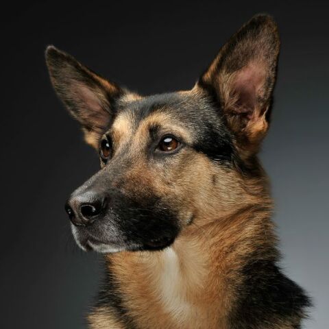 Μελέτη δείχνει ότι ο εγκέφαλος των σκύλων συρρικνώθηκε πριν 5.000 χρόνια λόγω εξημέρωσης, αλλά απέκτησαν μοναδικές ικανότητες επικοινωνίας με τον άνθρωπο 