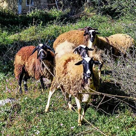 Πρόβατα