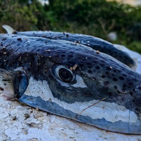 Το ΥΠΑΑΤ σχεδιάζει πιλοτική εξαλίευση λαγοκέφαλων με οικονομικό κίνητρο για αλιείς - Σχέδιο για συνεργασία με φορείς και ασφαλή διαχείριση της τοξικής βιομάζας.