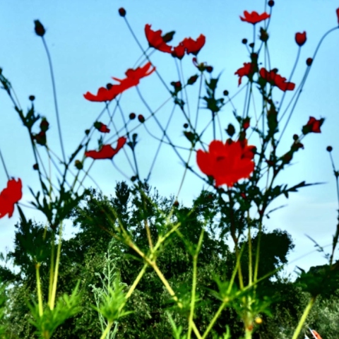 «Κρυφός Κήπος / Secret Garden»: Η φωτογραφική έκθεση της Ένης Κούκουλα στην Άνδρο