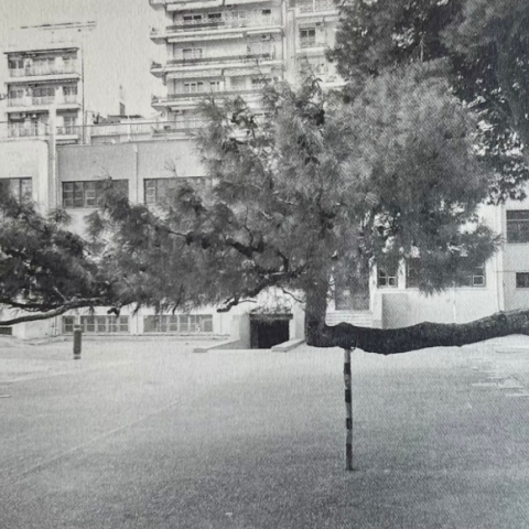 Τάσος Ζαφειριάδης Δίκην μνημοσύνου για το στραβό δέντρο στο 41ο Δημοτικό Σχολείο