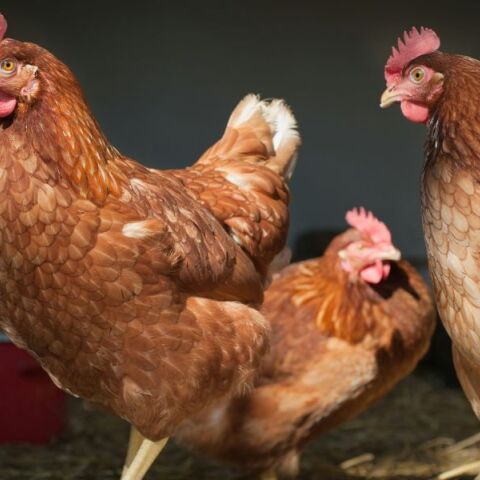 Η εντατική εκτροφή κοτόπουλων επιταχύνει την εξάπλωση του καμπυλοβακτηριδίου και αυξάνει την αντοχή του στα αντιβιοτικά, δείχνει μελέτη.