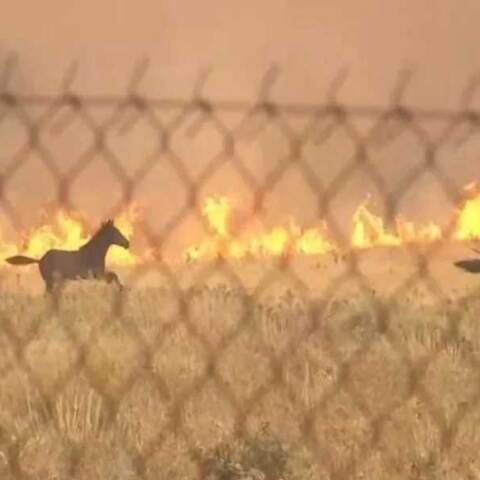 Άλογα στο Κανδύλι καλπάζουν μακριά από τη φωτιά στη Δυτική Αττική