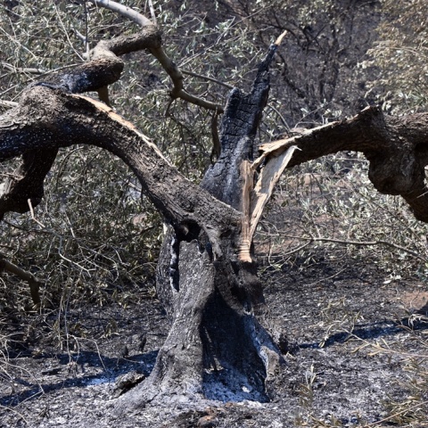 Καμένη ελιά